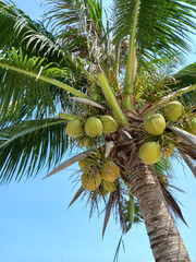 Coconut tree with coconuts on blue sky background.