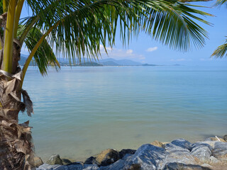 Palm tree on the stone beach as background. Koh Samui, Thailand.