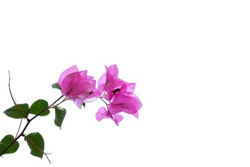 Obraz premium A bouquet of sweet pink Bougainvillea flower blossom with green leaves on white isolated background