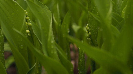 Lilies of the valley bloom in spring.
