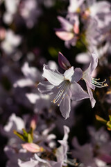 Flowers in spring. White flower. Spring time. Blooming. Bloom. Flora. Garden. Nature. Plant. Blossom. Macro. 