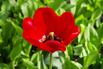 Red tulip flower close-up. Bud of a blooming tulip.