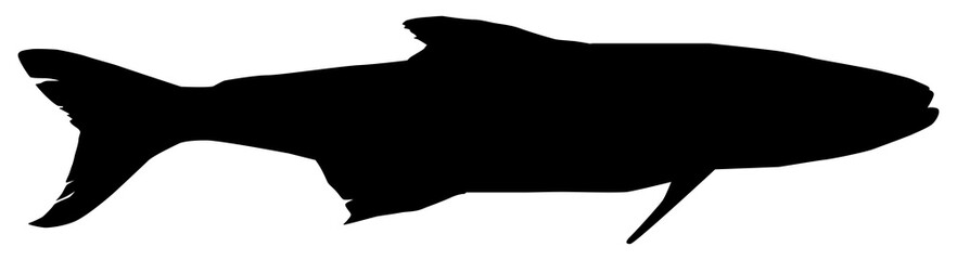 Cobia Fish Silhouette, also known as black kingfish, black salmon, ling, lemonfish, crabeater, prodigal son, codfish, and black bonito. Format PNG