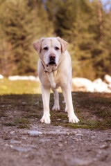 Biege Labrador dog standing in the park