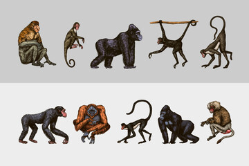 Bonobo or chimpanzee, Western gorilla , Orangutan in vintage style. Colombian capuchin Proboscis monkey. Spider monkey or Southern muriqui . Hand drawn engraved sketch in woodcut style. Generative AI
