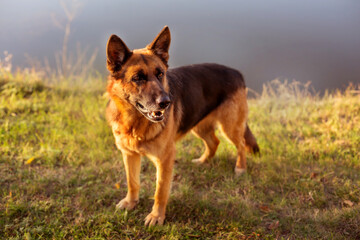 Adorable German shepherd standing in green grass