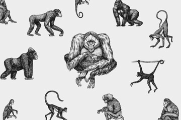 Bonobo or chimpanzee, Western gorilla , Orangutan in vintage style. Colombian capuchin Proboscis monkey. Spider monkey or Southern muriqui . Hand drawn engraved sketch in woodcut style. Generative AI - obrazy, fototapety, plakaty