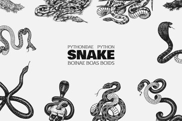 Set of snakes. Pythonidae or python. Boinae or boas or boids. Eastern racer or Coluber constrictor. Indian cobra or spectacled or Asian or binocellate. Engraved hand drawn in old sketch, Generative AI