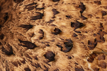 mushroom scaly tinder fungus as a background.