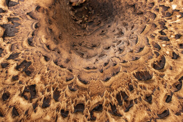 mushroom scaly tinder fungus as a background.
