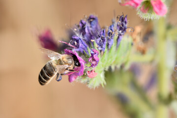abeja melífera libando en una flor azul (Apis mellifera)