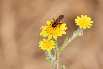 abeja surcadora bandas, abeja del sudor (halictus scabiosae)
