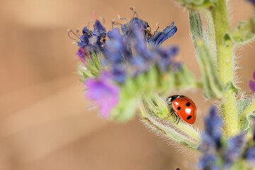 mariquita  (Coccinellidae) 