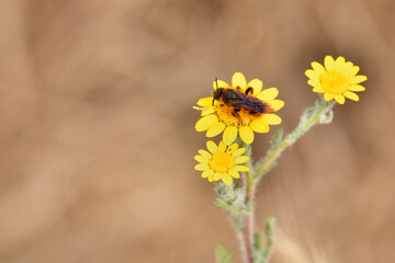 abeja surcadora bandas, abeja del sudor (halictus scabiosae)