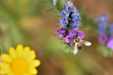 viborera, flor de las víboras (echium plantagineum) 