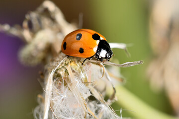 mariquita  (Coccinellidae) 