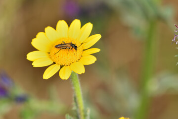 escarabajo (oedemera femorata) sobre una flor amarilla 