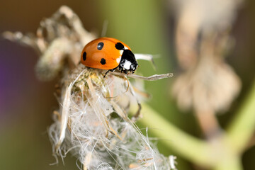 mariquita  (Coccinellidae) 