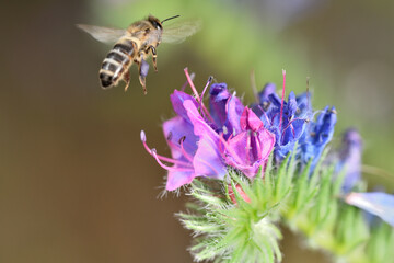 abeja melífera libando en una flor azul (Apis mellifera)