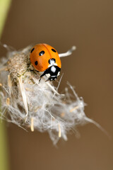 mariquita  (Coccinellidae) 