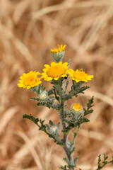 flor amarilla manzanilla loca (anacyclus radiatus)