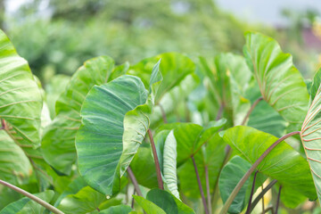 Fototapeta na wymiar Kalo (taro plant)