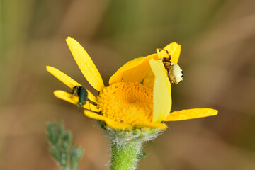 araña cangrejo o araña Napoleón  (Synema globosum) depredando a un escarabajo 