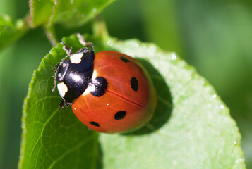 ladybug on grass © Costache Sabin