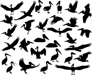 Fototapeta na wymiar Collection of silhouettes of pelican birds