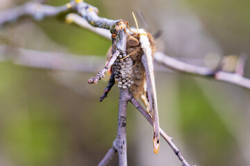 The close-up of Saturnia pavonia, the small emperor moth