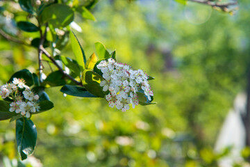Aronia berries flowers in the garden on the morning sun..."Aronia melanocarpa"...