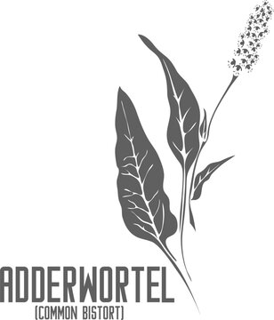 Adderwortel vector silhouette. Polygonum bistorta medicinal herb outline. Set of bistorte leaves and flowers in Line for medicine vector image. Contour drawing of Common Bistort healing flower