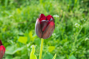 Purple tulip in the garden in the morning sun...green garden background...black tulips..."ronaldo" - tulip