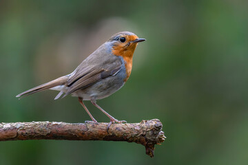  Robin (Erithacus rubecula) in the forest of Brabant Brabant in the Netherlands.                                                                                                                        