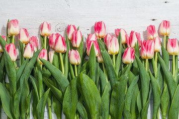 Bouquet of fresh pink tulips on white wooden background. Festive concept for Mother's Day