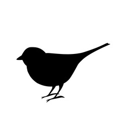 bird vector illustration silhouette
