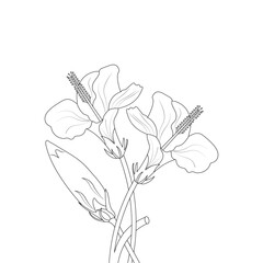 Hibiscus Flower Drawing Coloring Page With Doodle Art Line Art Vector On White Background
