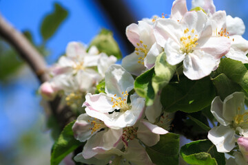 Blooming apple tree in the spring garden. Natural texture of flowering. Close up of white flowers on a tree. Against the blue sky