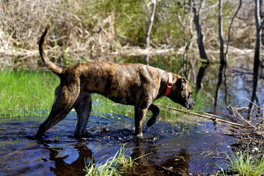 dog hunting in the grasses by water