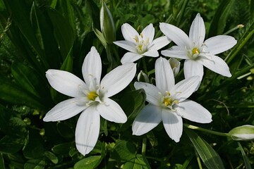 Detail of white star shaped flowers of Ornithogalum plant, possibly Ornithogalum Collinum, blossoming during spring season on a lawn, late april. 