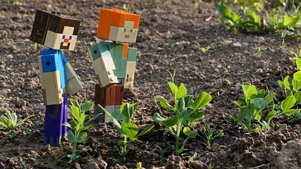 Obraz premium LEGO Minecraft figures of Steve and Alex checking fresh spring sprouts of pea plants, latin name Pisum Sativum in cultivated garden, afternooon sunshine
