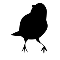 bird vector illustration silhouette