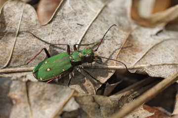 Closeup on a colorful European green tiger beetle, Cicindela campestris sitting on the ground