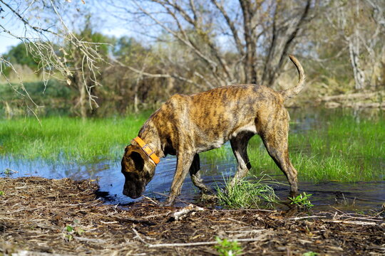 dog hunting in the grasses by water