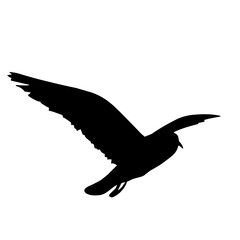 bird vector illustration silhouette