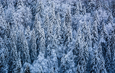 the great cold wave has frozen the snow on the trees of the great northern forests