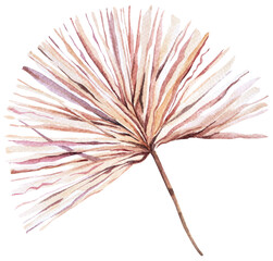 Watercolour palm leaf.Tropical plant element. Hand drawn botanical.Dry leaf element.