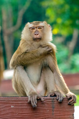 Cute monkey sitting on the bench.  Greenery around. Phuket, Thailand.