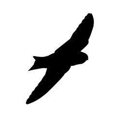 bird vector illustration silhouette