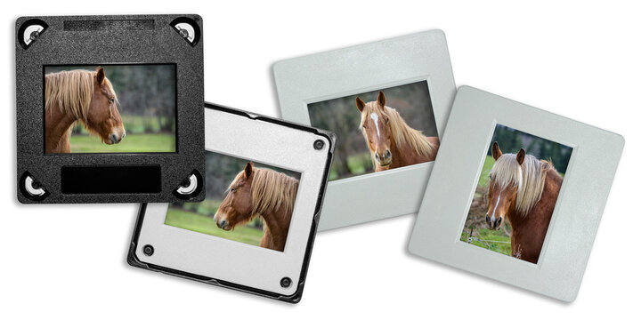 diapositives 24x36 portraits d'un cheval, PNG fond transparent